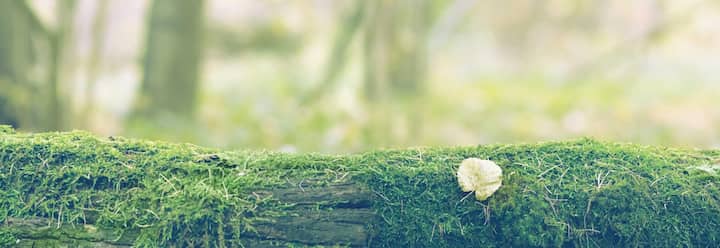 Arnold Heights Star City Wildlife Experts